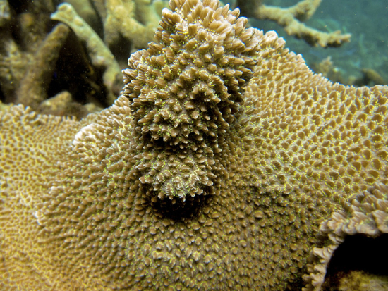  Hydnophora exesa (Velvet Horn Coral, Furry Coral)